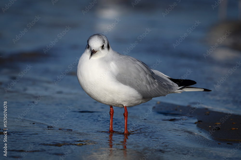 Fototapeta premium Black headed Gull, Larus ridibundus, adult winter plumage bird