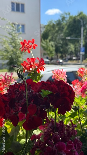 view from the restaurant terrace onto the summer street. Pelargonium peltatum.