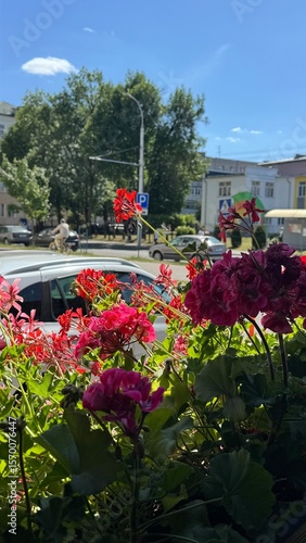 view from the restaurant terrace onto the summer street. Pelargonium peltatum.