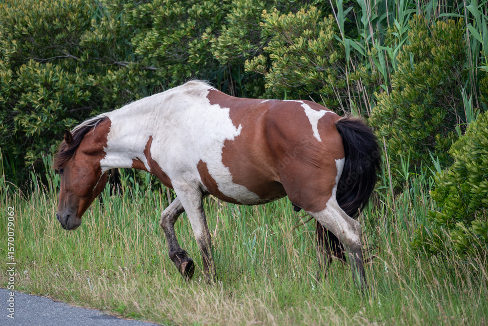 Obraz premium horse walking