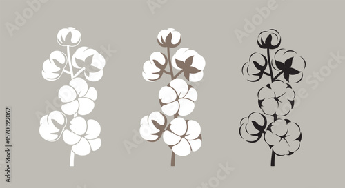 Cotton plant. Isolated cotton on white background