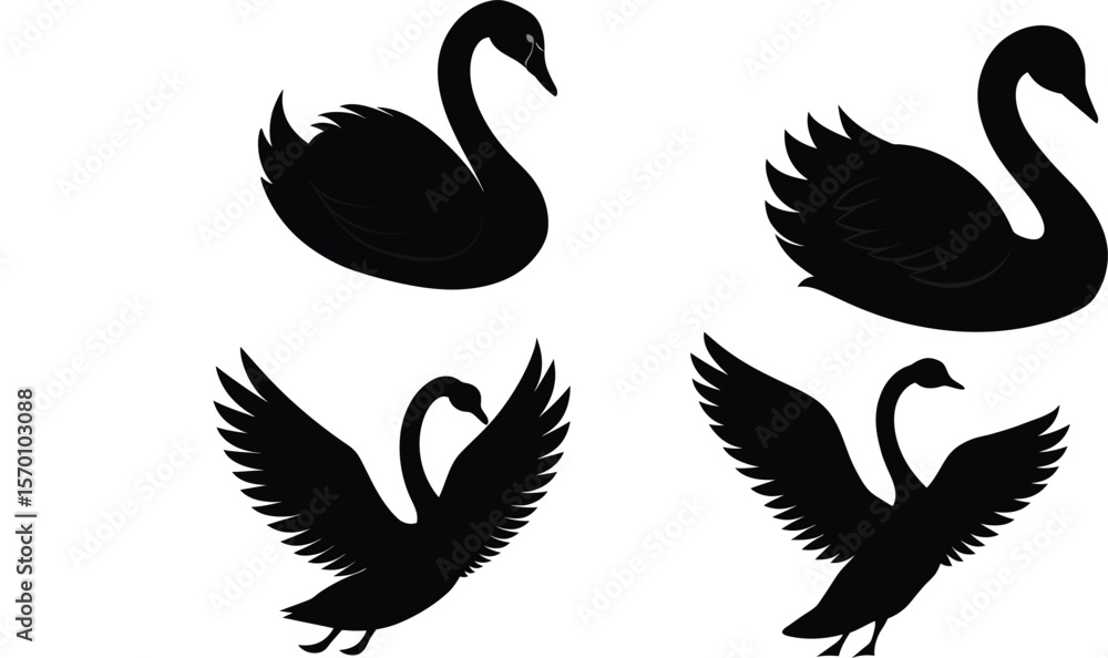 Fototapeta premium Mute Swan Silhouette Preening Vector Illustration