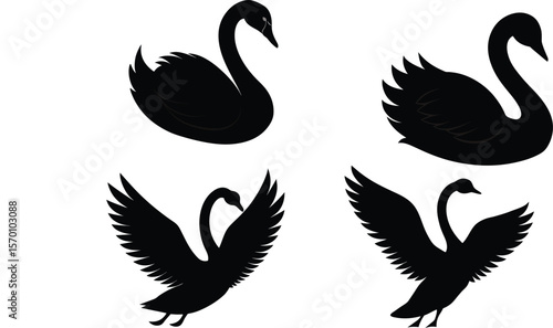 Mute Swan Silhouette Preening Vector Illustration