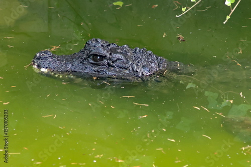 crocodile in the water