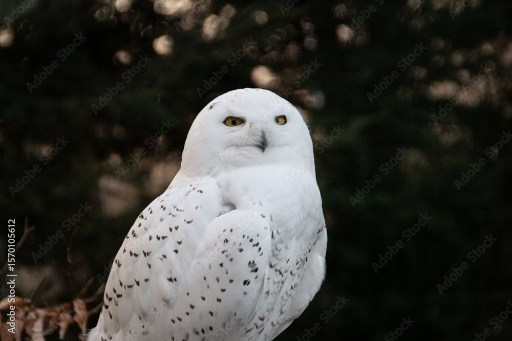 Obraz premium Portrait of a snowy owl is sitting in on a branch, photographed at sunset, golden hour in Ostrava zoo, with blurred dark backgroound. Version 25.
