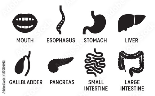 Set of Black silhouette icons of human digestive organs, including mouth, esophagus, stomach, liver, gallbladder, pancreas, small and large intestines, isolated on white background