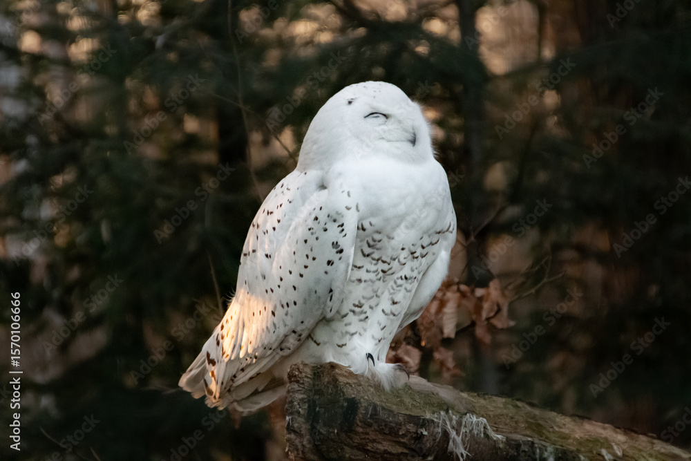 Fototapeta premium Portrait of a snowy owl is sitting in on a branch, photographed at sunset, golden hour in Ostrava zoo, with blurred dark backgroound. Version 8.