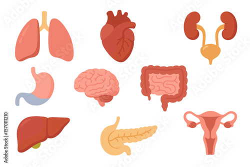 Internal human body organs are depicted through anatomy icons, including cartoon lungs, heart, urinary system, liver, reproductive function, and brain in a vector illustration