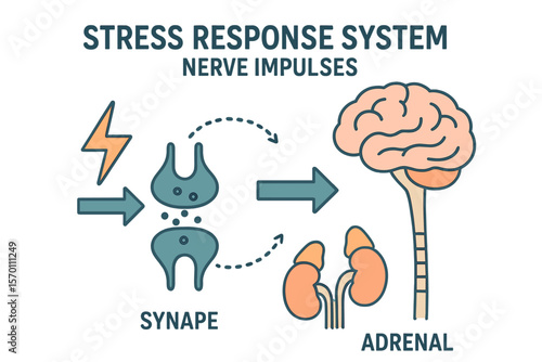 Vector illustration diagram of the stress response system, including a scheme of nerve impulses