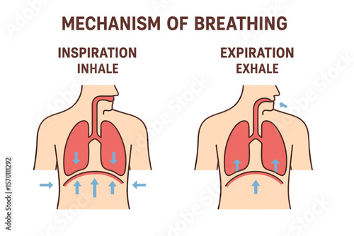 Anatomical process explanation outline diagram of the mechanism of breathing, including a labeled educational scheme that highlights the differences between inspiration and expiration in the