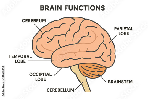 Vector illustration of brain functions with labeled explanation of organ parts scheme