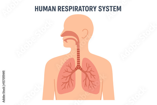 The anatomy of the human respiratory system is depicted in a vector format illustration