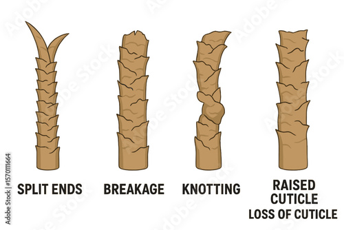 Under microscopic examination, the surface of damaged hair is revealed, along with a closeup vector set illustrating the condition of the hair follicle structure, highlighting issues such as split