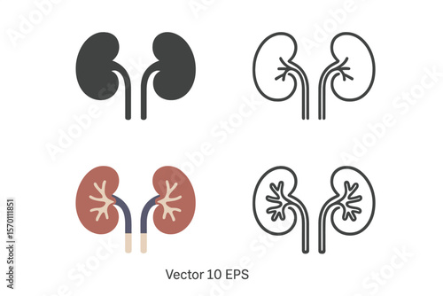 A collection of vector icons representing the human kidney is available, featuring silhouettes with internal organs and outlined icons in 10 EPS vectors