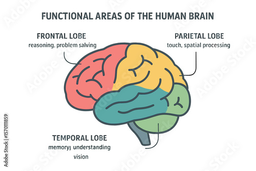 Vector illustrations of the human brain's functional areas are depicted in diagrams