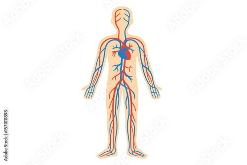 Vector illustration depicting the human circulatory system and blood circulation within the body