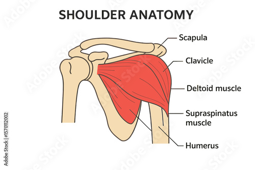 Anatomy of the shoulder is depicted in a vector illustration, complete with labeled skeletal and muscular components
