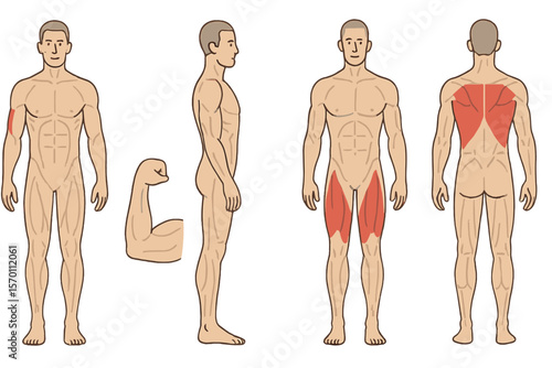 A set of male muscle anatomy is depicted, featuring a figure of a man with emphasized biceps, triceps, quadriceps, calf, and latissimus dorsi, related to training and sports, presented as a cartoon