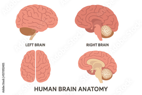 Anatomy of the human brain is depicted in multiple views, comparing the left and right brain, in a vector illustration format