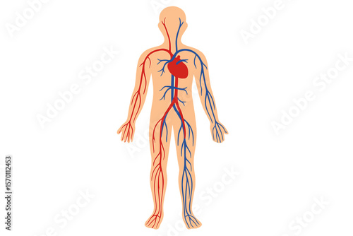 Illustration of the human circulatory system, including arteries and veins, in a flat vector style