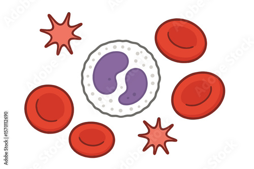 The blood is composed of platelets, white blood cells, and red blood cells