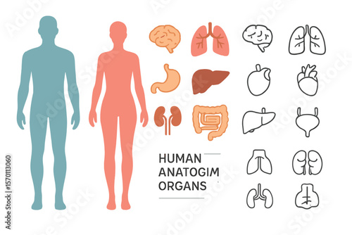 Vector flat design medical graphic signs include human body infographic elements, male and female silhouettes, and internal organs line icon set