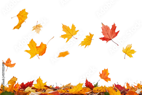 Fototapeta Naklejka Na Ścianę i Meble -  Colorful maple leaves are falling to the ground on transparent background.