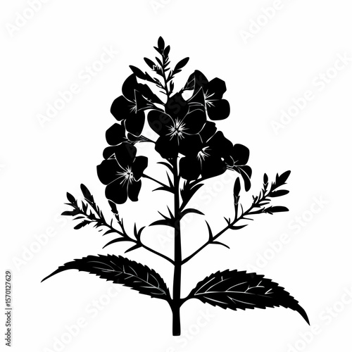 Lobelia Flower Silhouette Vector Illustration on white background.