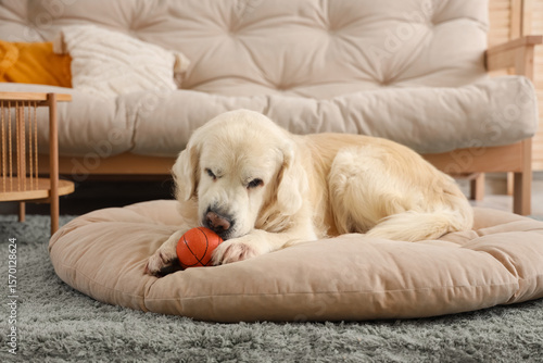 Foto Cute Labrador dog chewing ball in pet bed at home