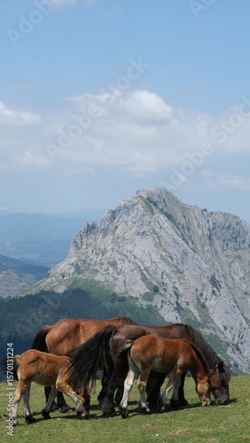 Horses grazing on a green mountain meadow under a summer sky
