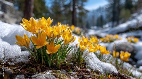 A field of yellow flowers covered in snow. The snow is white and the flowers are bright yellow