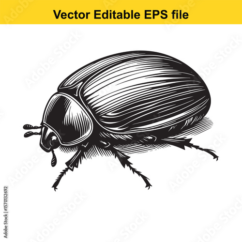 Monochrome Depiction of a Scarab Beetle with Intricate Line Work Showing the Anatomy and Structure of the Insect