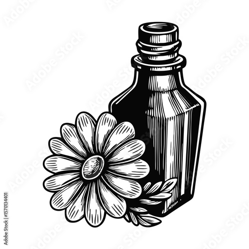 Chamomile and bottle illustration, showcasing hand-drawn engraving of medicinal herb and apothecary bottle. Chamomile and bottle concept for organic treatment and alternative medicine.