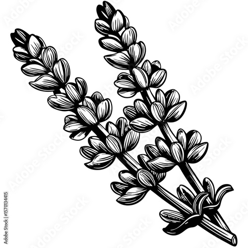 Lavender sprig sketch of blooming flower with detailed engraving. Lavender sprig sketch in botanical style, a fragrant wildflower in bloom with thin etched lines.