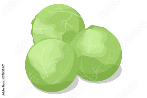 Isometric White cabbage isolated on white background. White cabbage is a popular vegetable known for its dense, crunchy leaves. Rich in vitamin C and fibre.