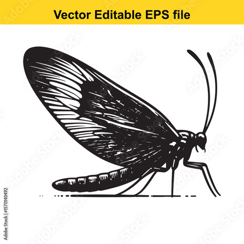 Detailed Vector Illustration of a Mayfly Insect with Intricate Wing Patterns and Delicate Antennae in a Black and White Style