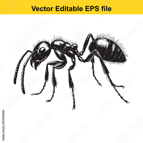 Detailed Sketch of a Black Ant Depicting Anatomy and Texture in a Vector Editable EPS File Format for Graphic Design