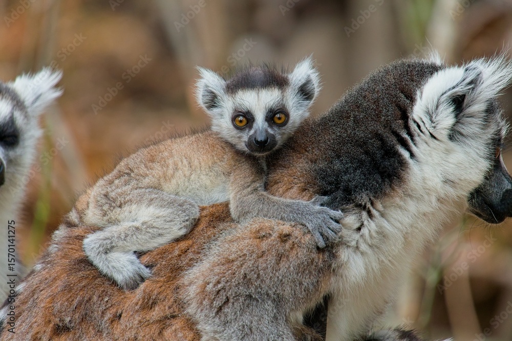 Obraz premium Baby ring tailed lemur clinging to its mother's back looking at camera, enjoying a safe and comfortable ride in the wild landscapes of madagascar