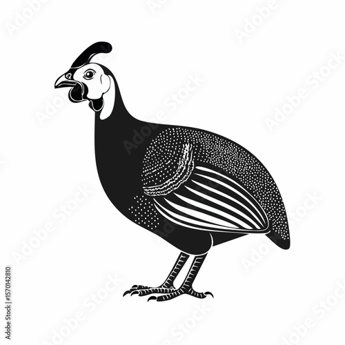 Guinea fowl bird vector. Guinea fowl drawing Stock Vector Images