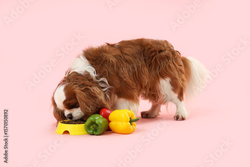 Cute cavalier King Charles ...