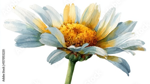 Watercolor illustration clipart of a single wild chamomile flower with soft yellow petals