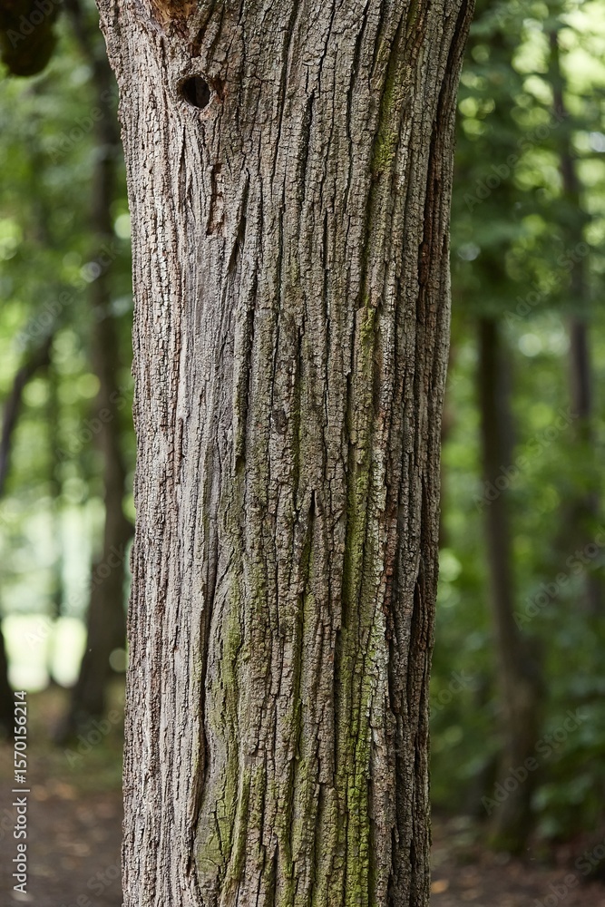 Tree trunk in a forest Tree trunk in a forest