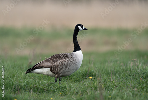 Photography Canada Goose (Branta canadensis) profile angle, seen standing on a grassy field