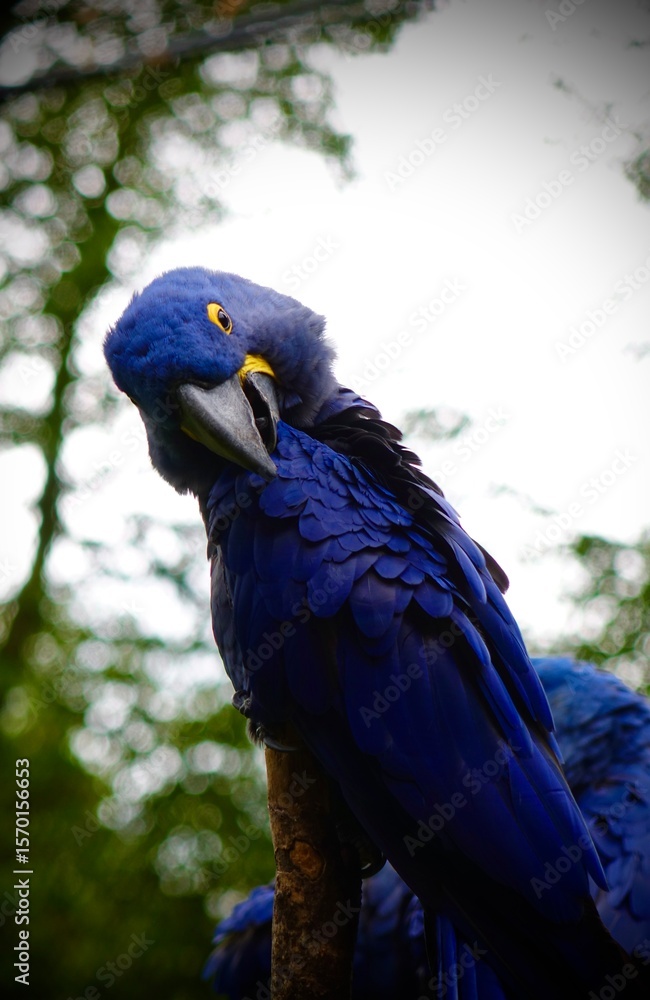 Obraz premium Closeup of one playful blue parrot. His vibrant feathers and expressive features are captured in sharp detail, highlighting the beauty of this exotic bird in a natural setting.