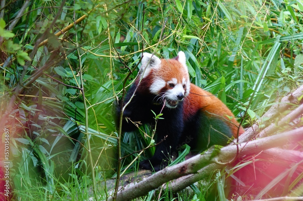 Naklejka premium Kleiner Panda jagt im Busch