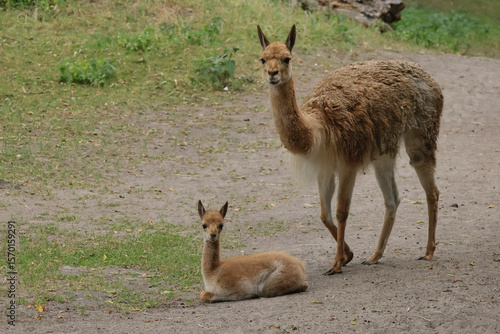 Lama vicugna mother and baby