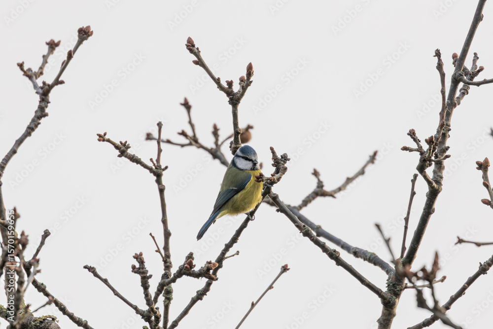 Naklejka premium Blue Tit (Cyanistes caeruleus), common across Europe, spotted in Phoenix Park, Dublin.