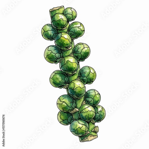 A Stalk of Brussels Sprouts