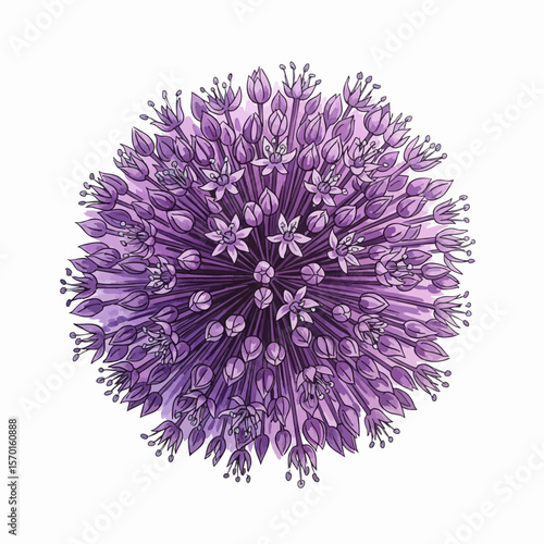 A Purple Allium