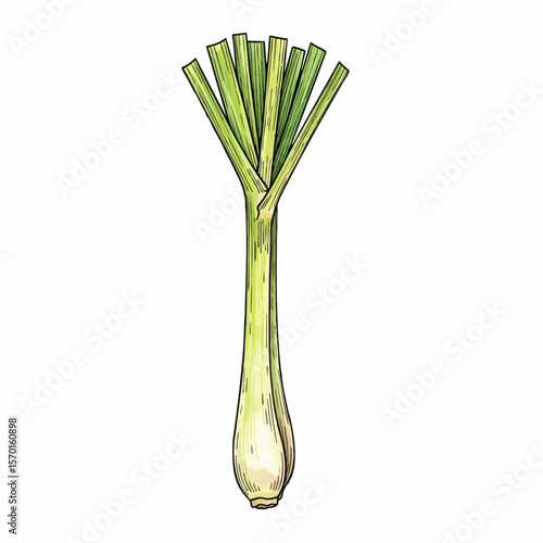 A Stalk of Lemongrass